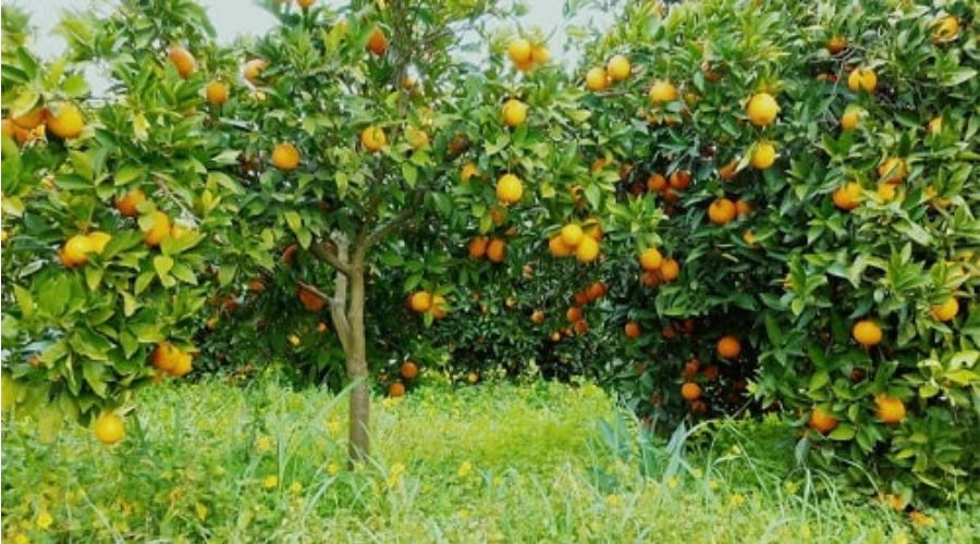 Tác Dụng Tăng Cường Lượng Đường Cho Cây Ăn Quả